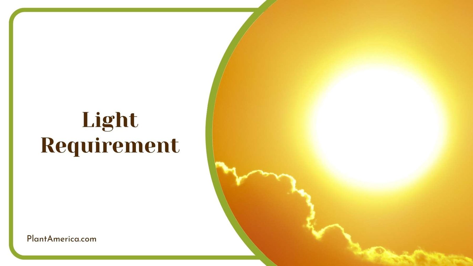 Sun Shining In Sky Plant America
