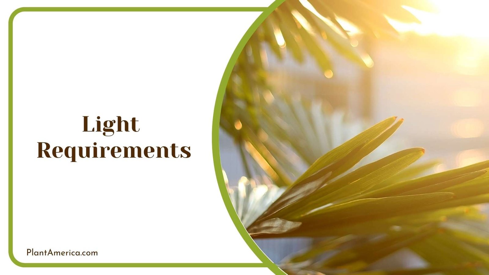 Sun Shining On Plants Plant America