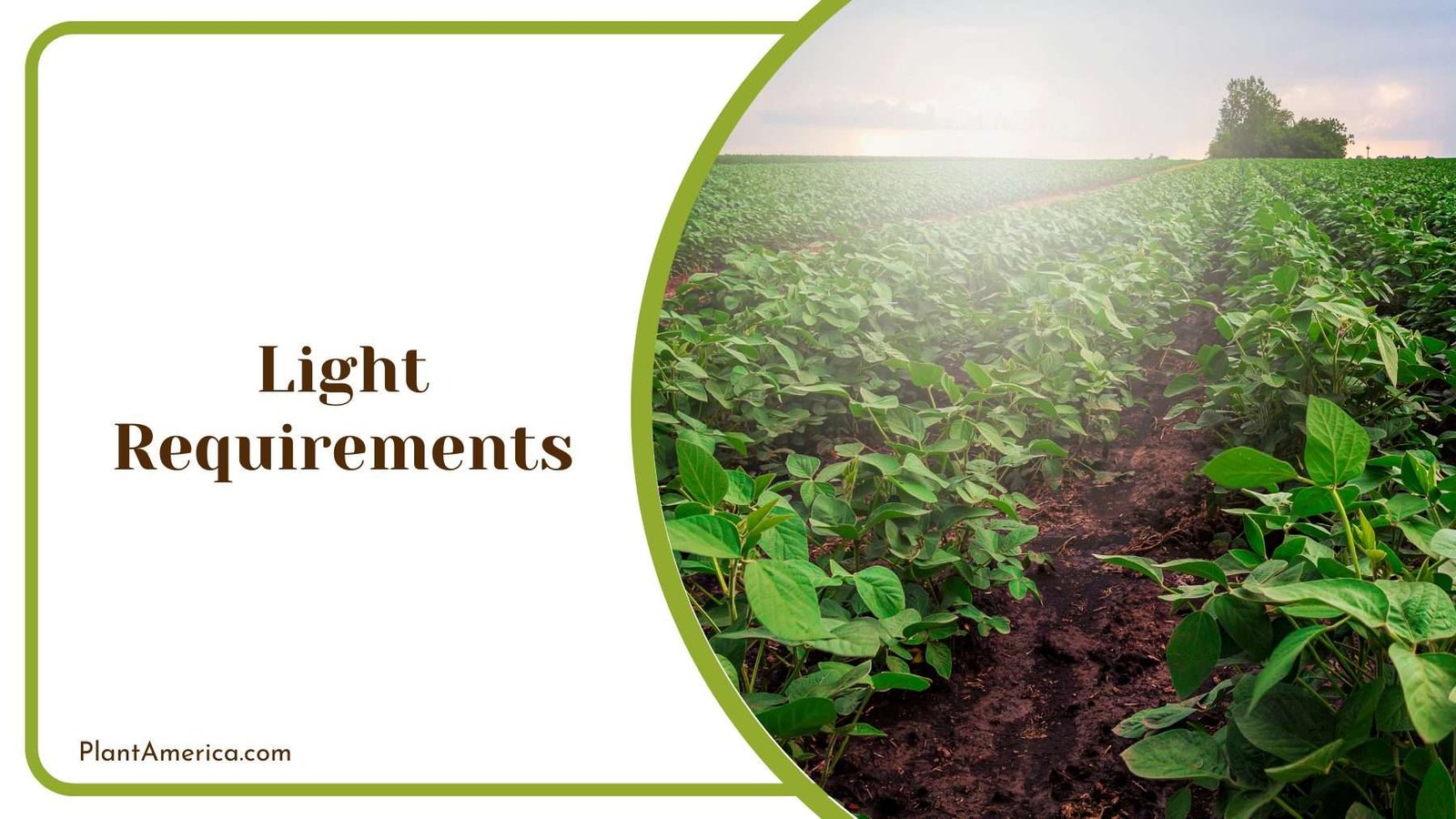 Sun Shining On a Farm Plant America