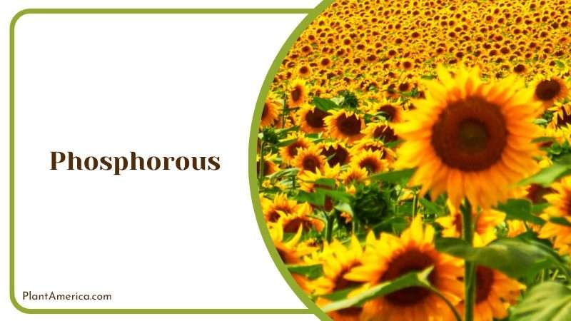 Sunflower Contains Phosphorous Plant America