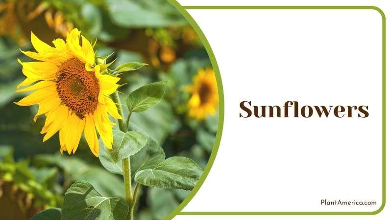 Sunflowers take away the sunlight of your berry plants Plant America