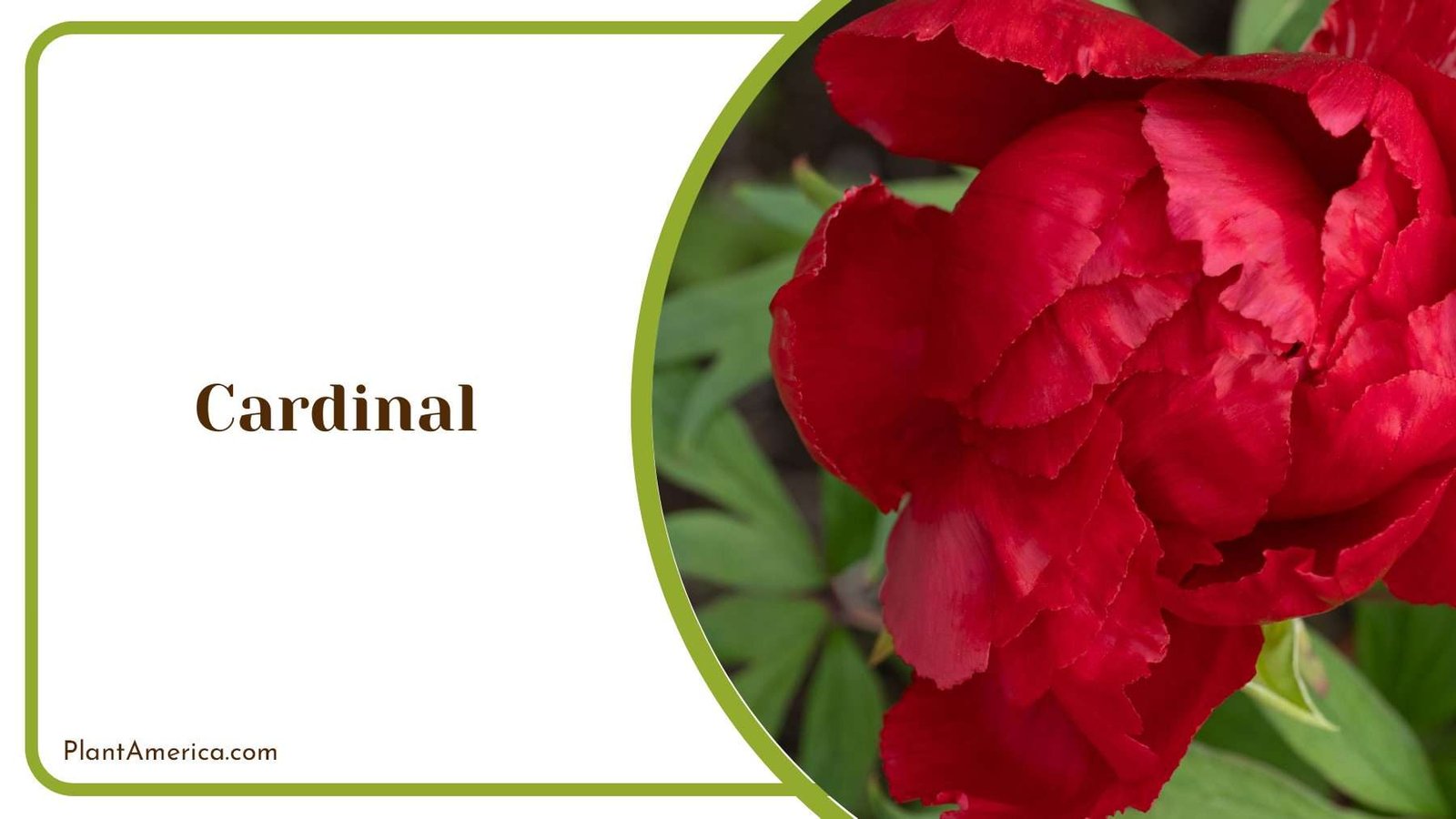 Sunlight Blooming Cardinal Plant America
