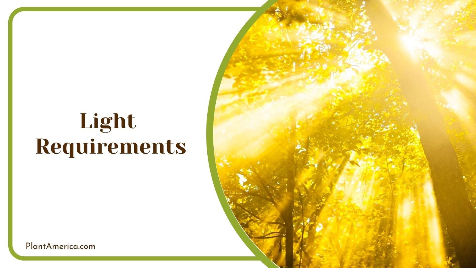 Sunlight Shining On Jungle Between Trees Plant America