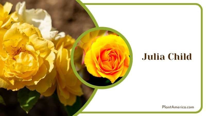 Sunny Julia Child Rose PlantAmerica