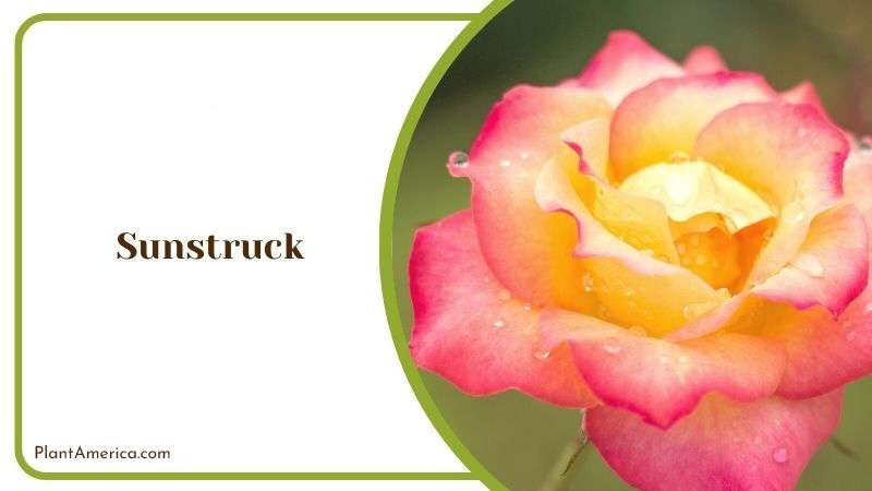 Sunstruck Plant America Sunstruck Plant America