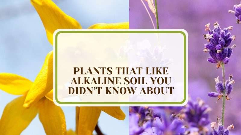 Surprising Plants That Thrive in Alkaline Soil Plant America 10 Plants That Like Alkaline Soil You Didn’t Know About
