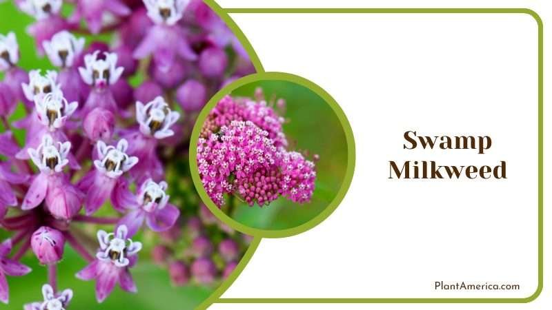 Swamp Milkweeds Butterfly Magnet Plant America