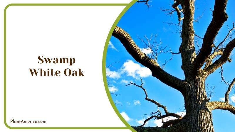 Swamp White Oak Tree Plant America