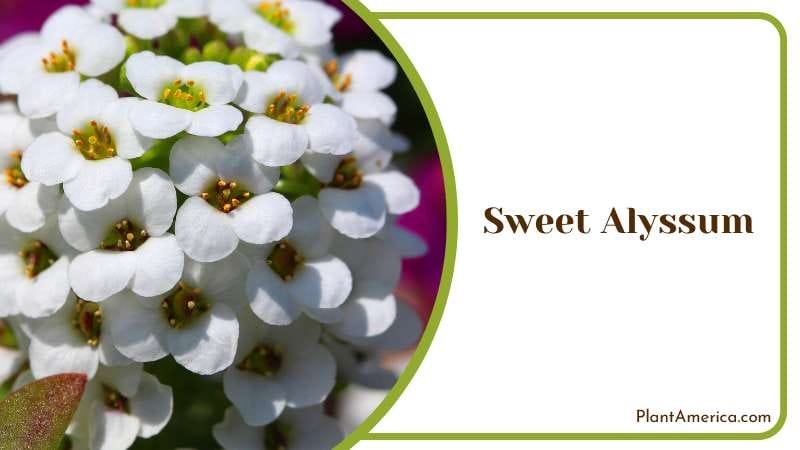 Sweet Alyssum Like Mini Milkweed Plant America Sweet Alyssum Like Mini Milkweed Plant America
