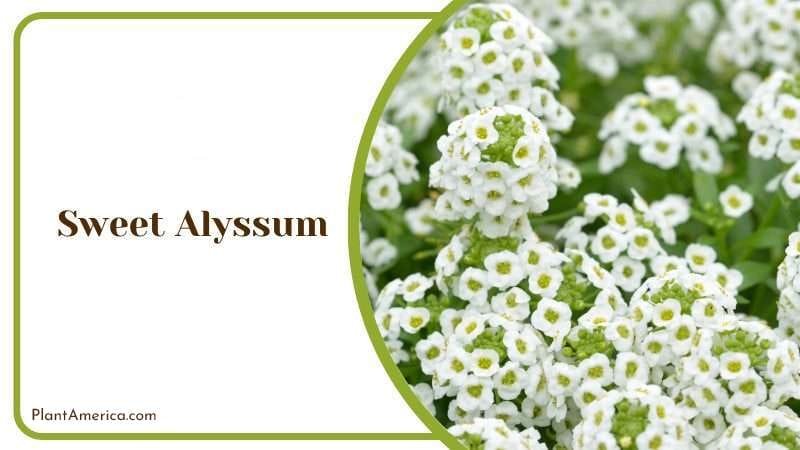 Sweet Alyssum PlantAmerica