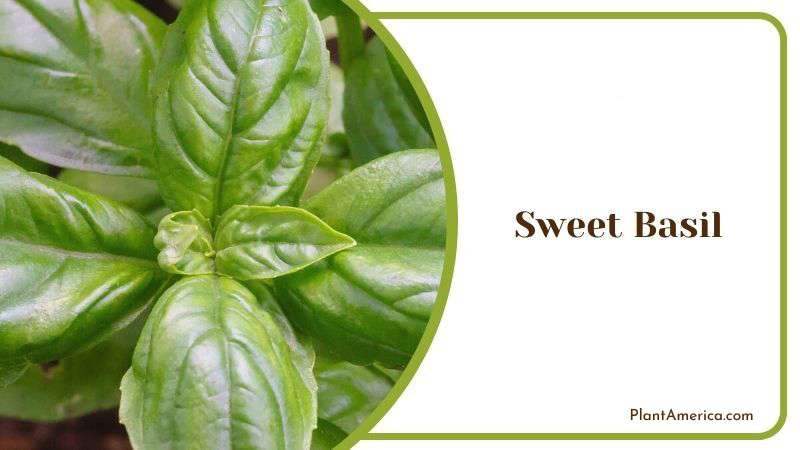 Sweet Basil Plant America