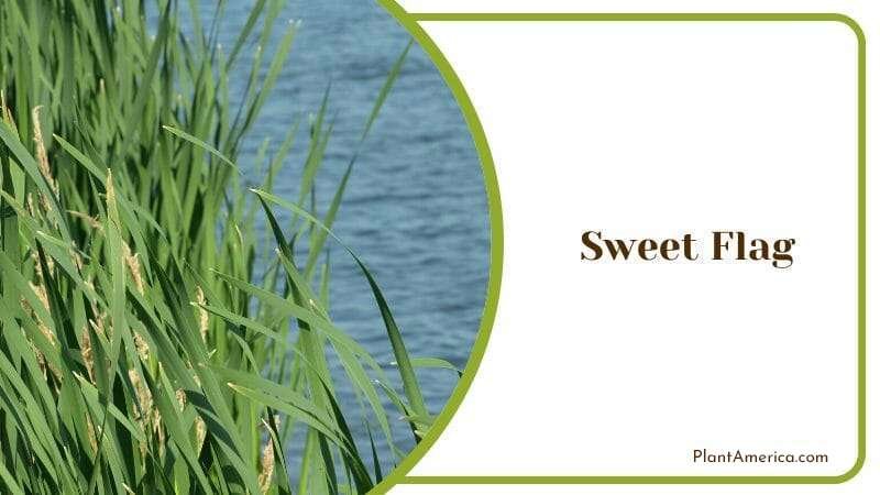 Sweet Flag PlantAmerica