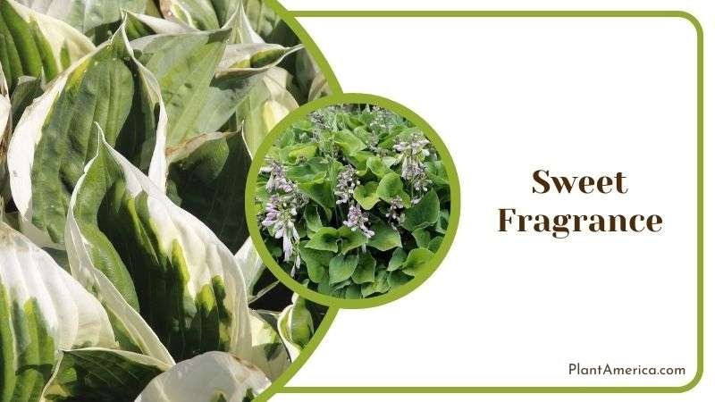 Sweet Fragrance Plant America