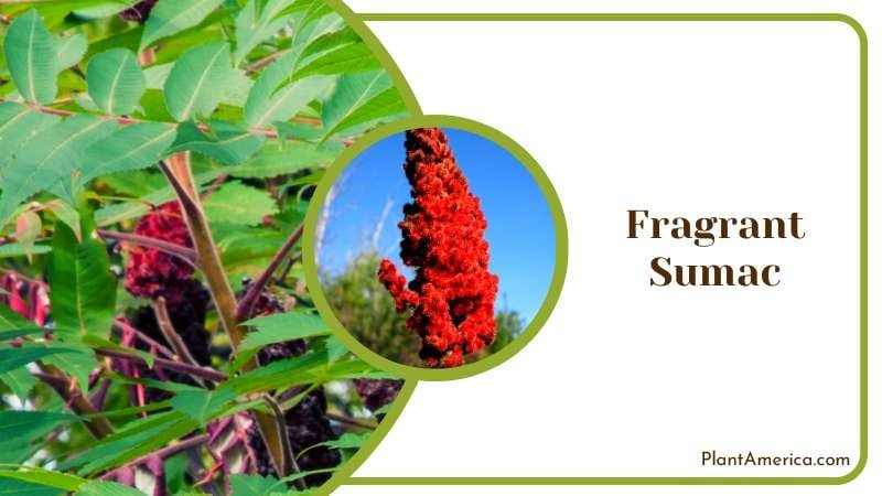 Sweet Fragrant Sumac Shrubs Plant America