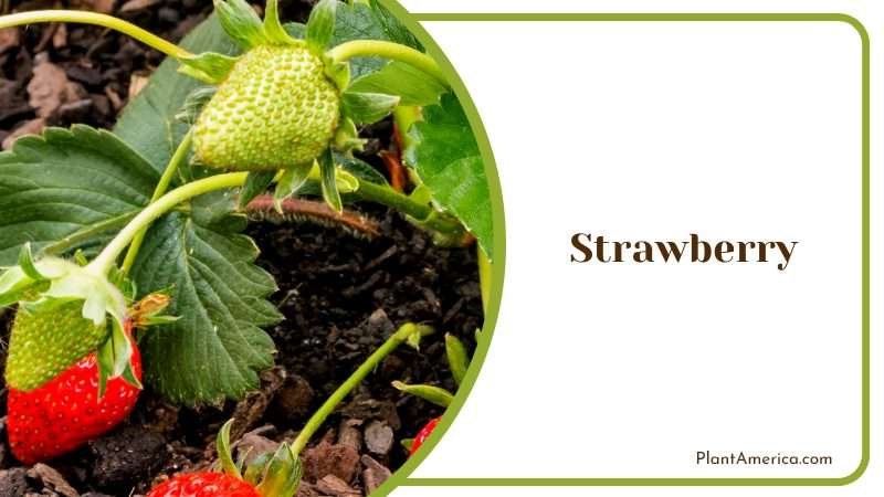 Sweet Garden Strawberry Plant America