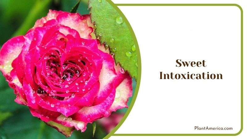 Sweet Intoxication Plant America
