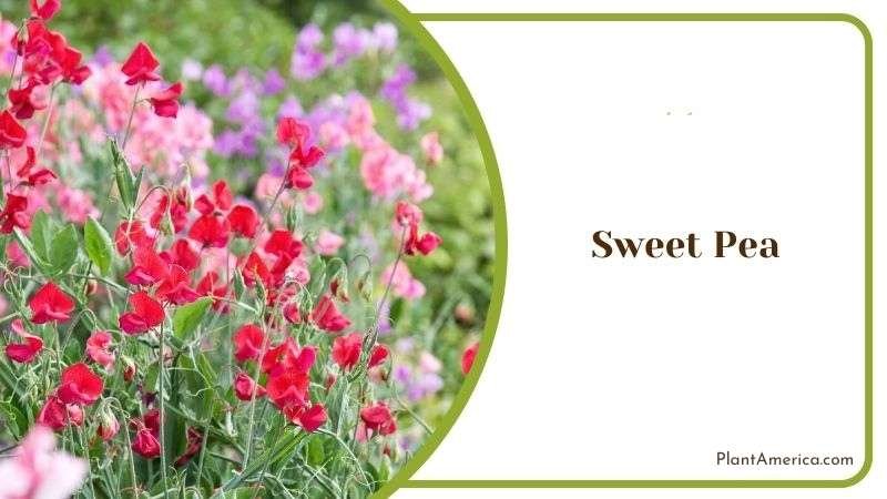 Sweet Pea Plant America 1