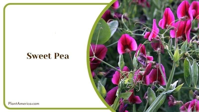 Sweet Pea Plant America