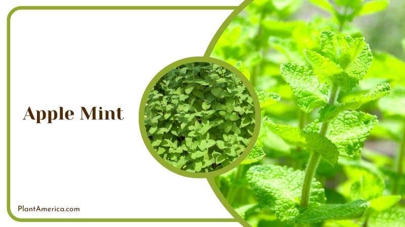 Sweet Scent of Apple Mint Plant America