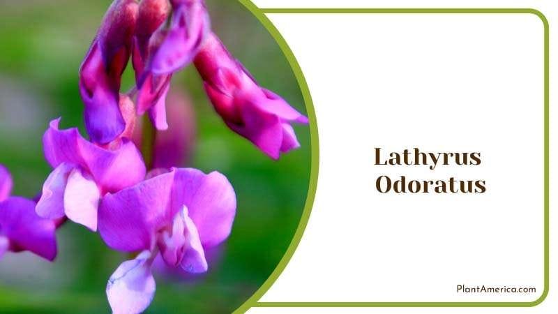 Sweet Scent of Lathyrus Odoratus Plant America Sweet Scent of Lathyrus Odoratus Plant America