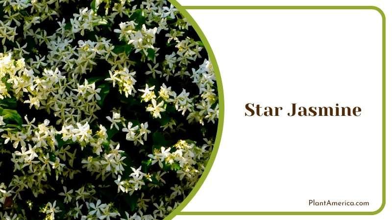 Sweet Scented Star Jasmine Vine Plant America