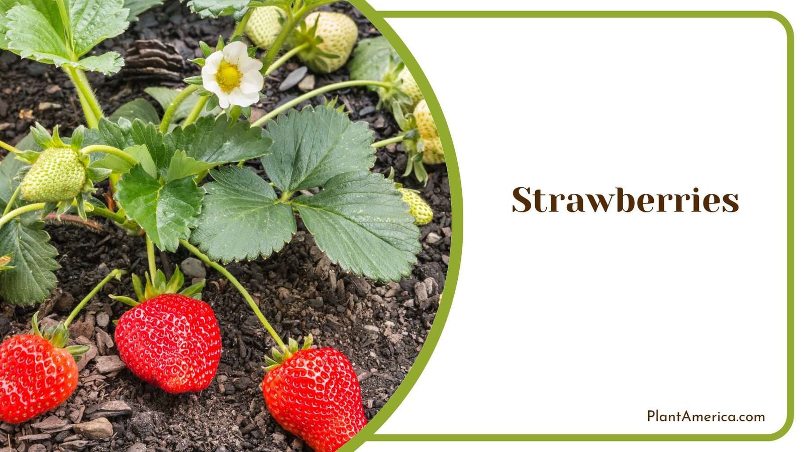 Sweet Strawberry Plant Plant America