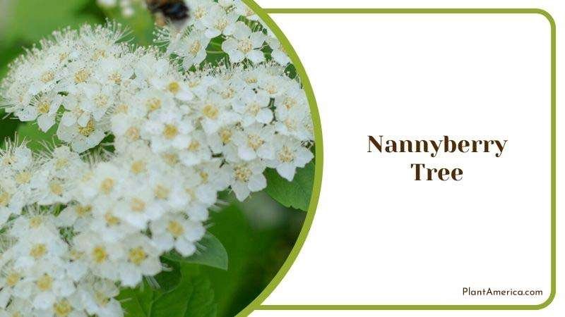 Sweet Viburnum Nannyberry Tree Plant America