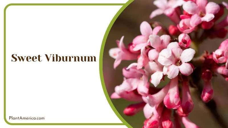Sweet Viburnum Shrub Plant America
