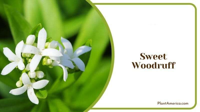 Sweet Woodruff with White Petals Plant America