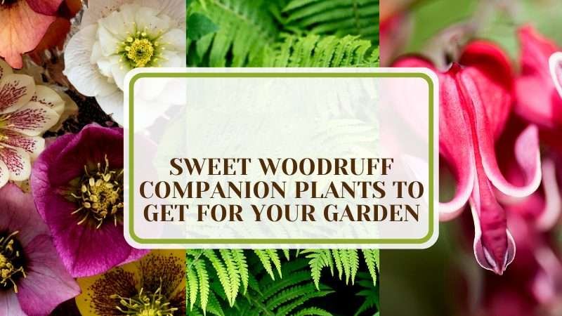 Sweet Woodruffs Garden Companions PlantAmerica 9 Sweet Woodruff Companion Plants to Get for Your Garden