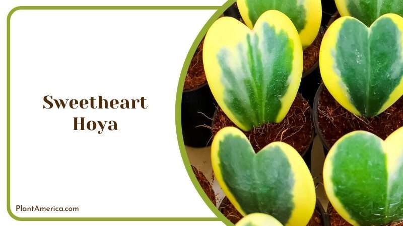Sweetheart Hoya Leaf in Pots Plant America