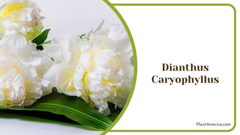 Sweetness of Dianthus Caryophyllus Plant America