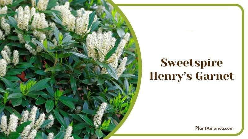 Sweetspire Henrys Garnet PlantAmerica