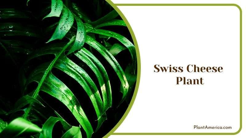 Swiss Cheese House Plant Plant America