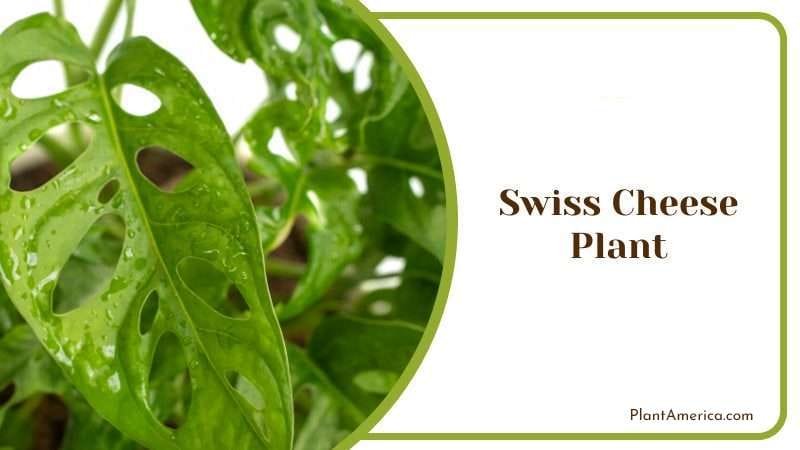 Swiss Cheese Plant PlantAmerica