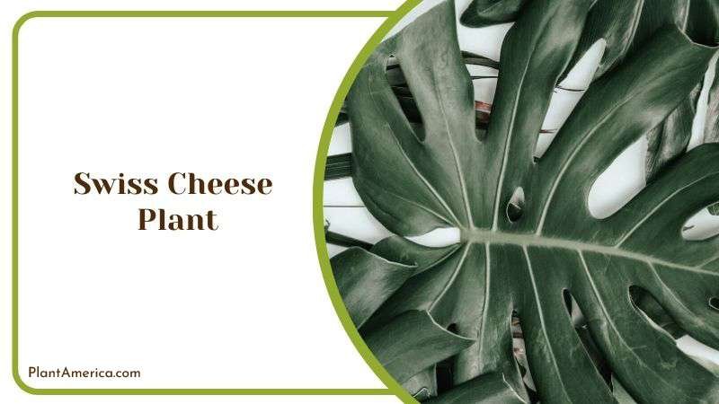Swiss Cheese Plant or Monstera Deliciosa Plant America Swiss Cheese Plant or Monstera Deliciosa Plant America