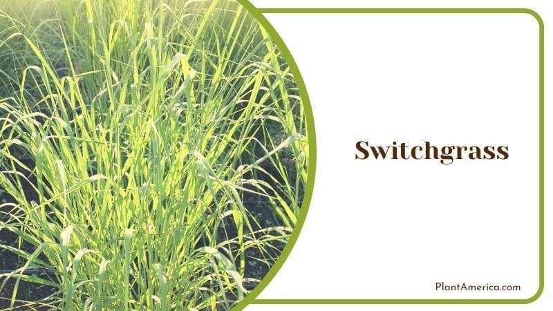 Switchgrass Plant America