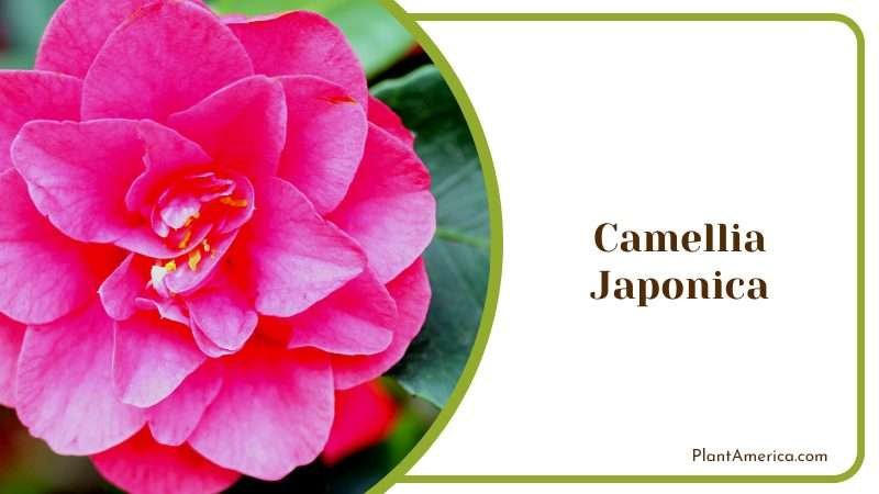 Symbolic Camellia Japonica Plant America