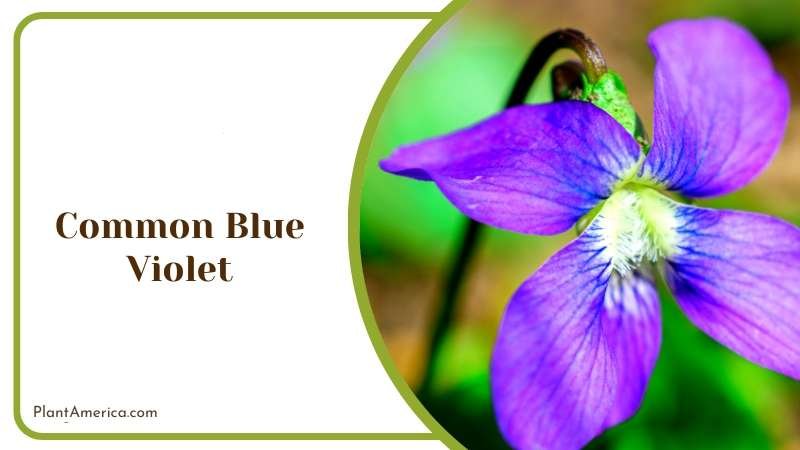 Symbolic Flower Common Blue Violet Plant America