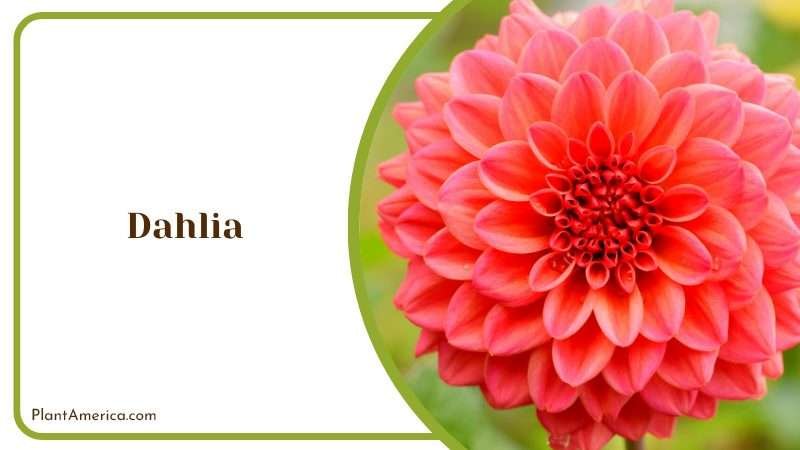 Symbolic Flower of Dahlia Plant America