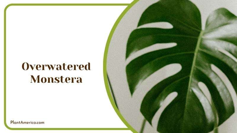 Symptoms of Overwatered Monstera ~ PlantAmerica