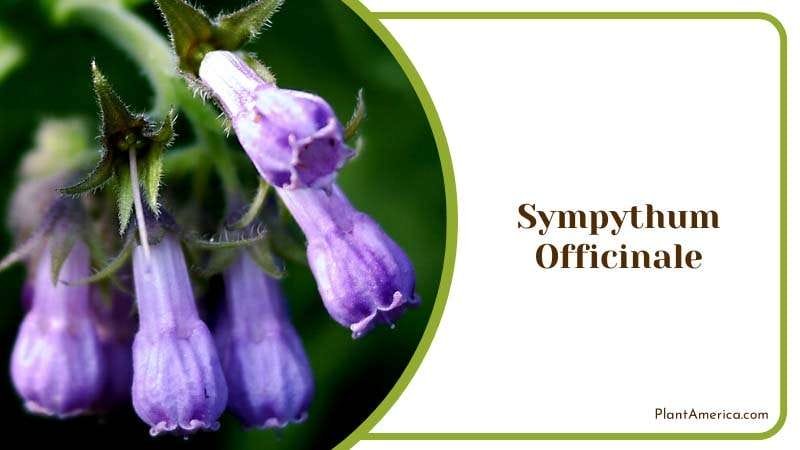 Sympythum Officinale in Forest Plant America Sympythum Officinale in Forest Plant America