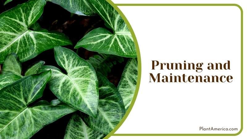 Syngonium rayii needs Pruning and Maintenance Plant America