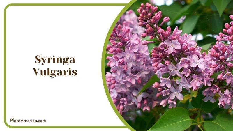 Syringa Vulgaris Lilac Plant America
