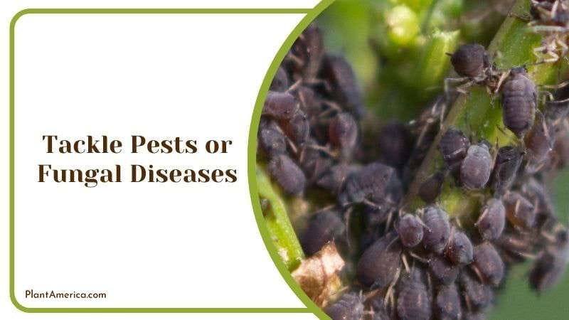 Tackling Fungal Diseases of Hibiscus Plant America