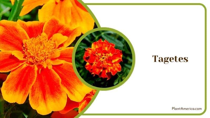 Tagetes Flowers in the Garden Plant America