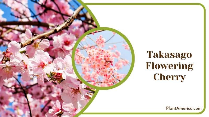 Takasago Flowering Cherry Blossoms Plant America