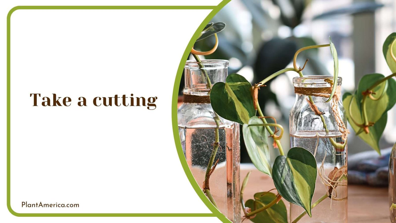 Take a cutting Plant America