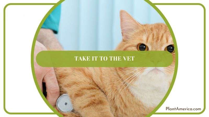Take it to the Vet Plant America