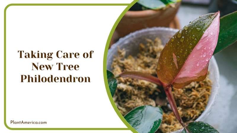 Taking Care of Your Newly Propagated Tree Philodendron PlantAmerica